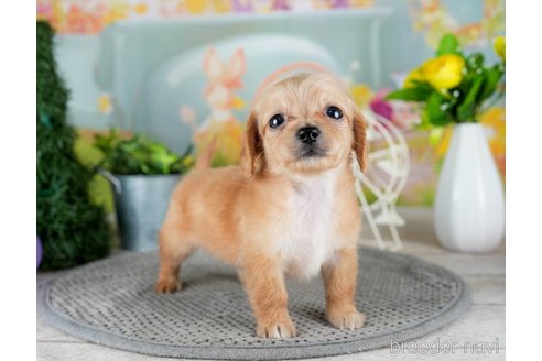 成約済の千葉県のチワックス:チワワ×ミニチュアダックスフンド-308396の4枚目