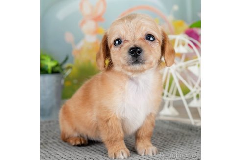 成約済の千葉県のチワックス:チワワ×ミニチュアダックスフンド-308396の3枚目