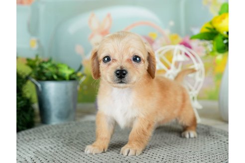 成約済の千葉県のチワックス:チワワ×ミニチュアダックスフンド-308396の5枚目