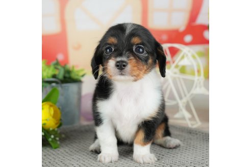 成約済の千葉県のチワックス:チワワ×ミニチュアダックスフンド-308397の2枚目