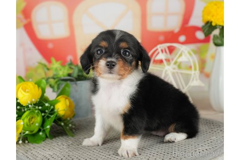 成約済の千葉県のチワックス:チワワ×ミニチュアダックスフンド-308397の4枚目