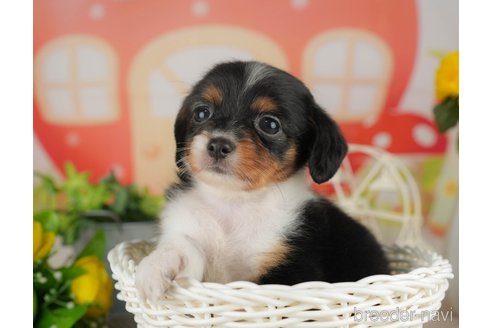 成約済の千葉県のチワックス:チワワ×ミニチュアダックスフンド-308397の5枚目