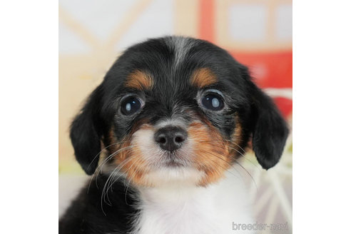 成約済の千葉県のチワックス:チワワ×ミニチュアダックスフンド-308397の1枚目