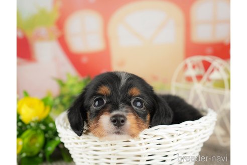 成約済の千葉県のチワックス:チワワ×ミニチュアダックスフンド-308397の3枚目