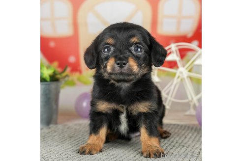 成約済の千葉県のチワックス:チワワ×ミニチュアダックスフンド-308398の3枚目