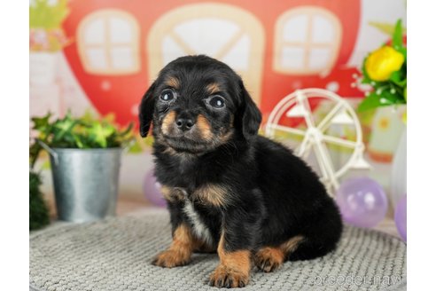 成約済の千葉県のチワックス:チワワ×ミニチュアダックスフンド-308398の4枚目