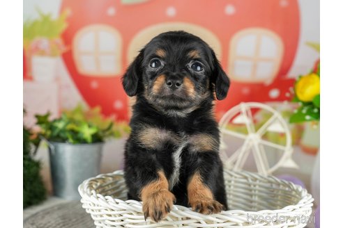 成約済の千葉県のチワックス:チワワ×ミニチュアダックスフンド-308398の2枚目