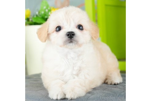 成約済の千葉県のチワプー:チワワ×トイプードル-308400の1枚目