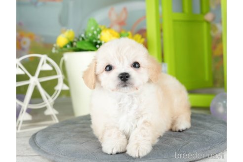 成約済の千葉県のチワプー:チワワ×トイプードル-308400の3枚目