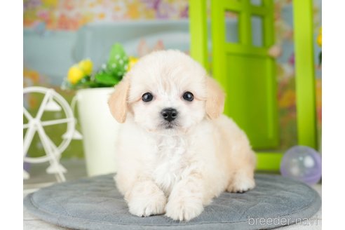 成約済の千葉県のチワプー:チワワ×トイプードル-308400の4枚目