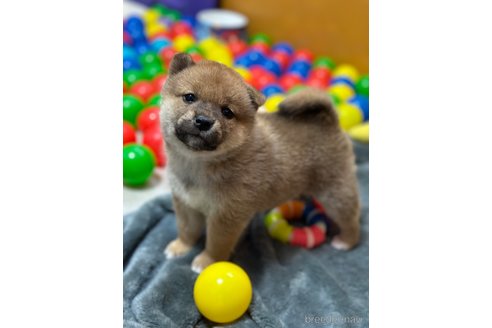 販売中の愛知県の柴犬-308414の4枚目