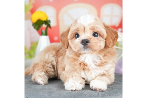 成約済の千葉県のチワプー:チワワ×トイプードル-308428の2枚目