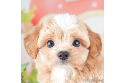 成約済の千葉県のチワプー:チワワ×トイプードル-308428の1枚目