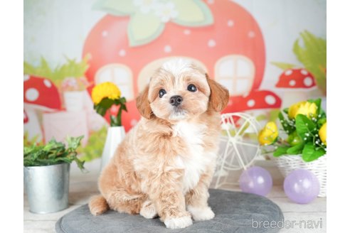 成約済の千葉県のチワプー:チワワ×トイプードル-308428の3枚目