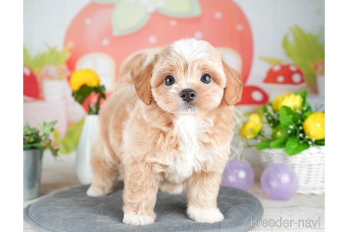 成約済の千葉県のチワプー:チワワ×トイプードル-308428の4枚目