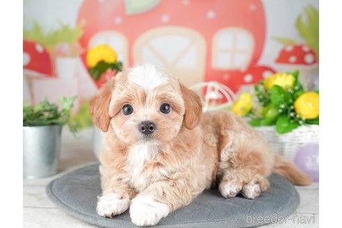 成約済の千葉県のチワプー:チワワ×トイプードル-308428の5枚目