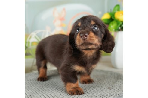 成約済の千葉県のミニチュアダックスフンド(ロングヘアード)-308431の2枚目