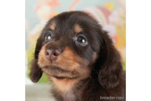 成約済の千葉県のミニチュアダックスフンド(ロングヘアード)-308431の1枚目