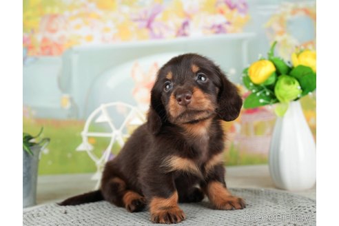 成約済の千葉県のミニチュアダックスフンド(ロングヘアード)-308431の4枚目