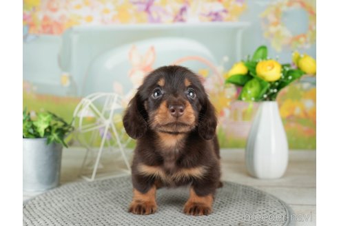 成約済の千葉県のミニチュアダックスフンド(ロングヘアード)-308431の5枚目