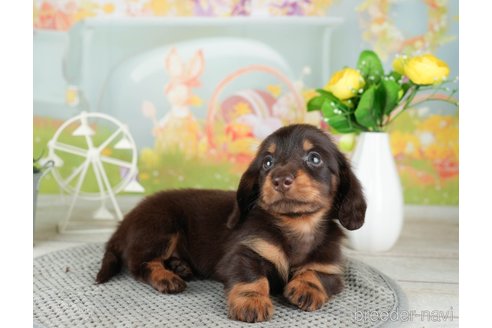 成約済の千葉県のミニチュアダックスフンド(ロングヘアード)-308431の3枚目