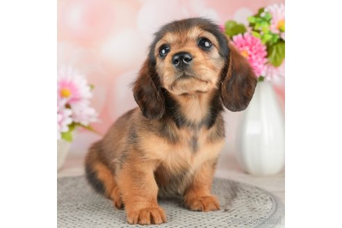 成約済の千葉県のミニチュアダックスフンド(ロングヘアード)-308433の2枚目