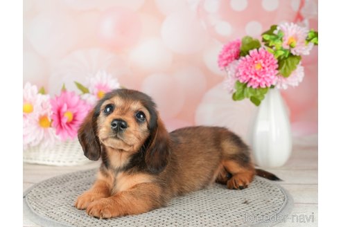 成約済の千葉県のミニチュアダックスフンド(ロングヘアード)-308433の5枚目