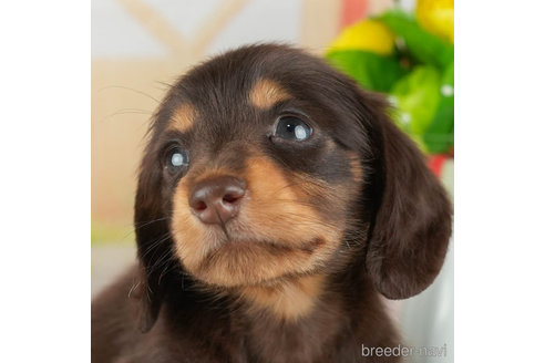 成約済の千葉県のミニチュアダックスフンド(ロングヘアード)-308435の1枚目