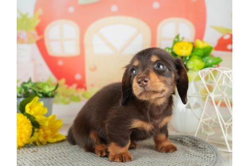 成約済の千葉県のミニチュアダックスフンド(ロングヘアード)-308435の2枚目