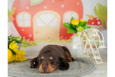成約済の千葉県のミニチュアダックスフンド(ロングヘアード)-308435の3枚目