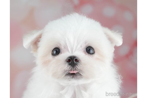 成約済の千葉県のマルチーズ-308437の1枚目