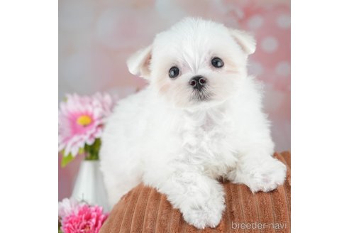 成約済の千葉県のマルチーズ-308437の5枚目