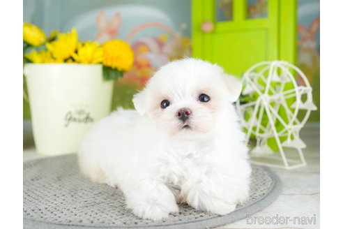 成約済の千葉県のマルチーズ-308438の2枚目