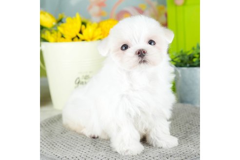 成約済の千葉県のマルチーズ-308438の3枚目