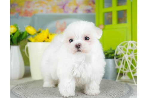 成約済の千葉県のマルチーズ-308438の5枚目