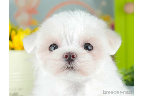 成約済の千葉県のマルチーズ-308438の1枚目