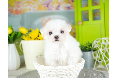 成約済の千葉県のマルチーズ-308438の4枚目