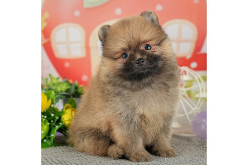 成約済の千葉県のポメラニアン-308439の4枚目