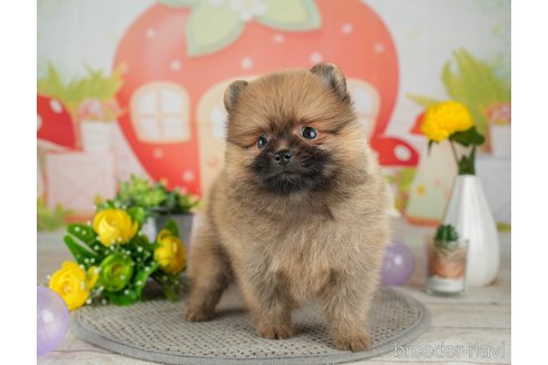 成約済の千葉県のポメラニアン-308439の3枚目