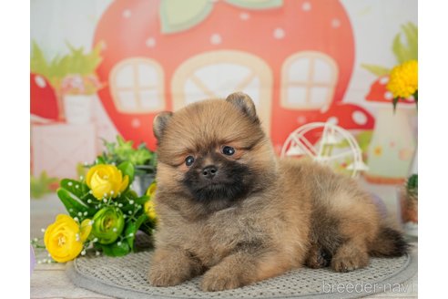 成約済の千葉県のポメラニアン-308439の5枚目