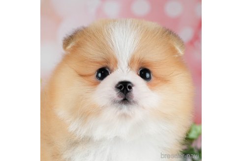 成約済の千葉県のポメラニアン-308442の1枚目