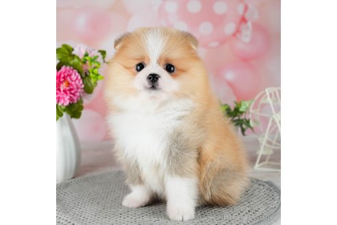 成約済の千葉県のポメラニアン-308442の4枚目