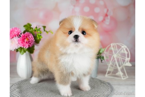 成約済の千葉県のポメラニアン-308442の5枚目