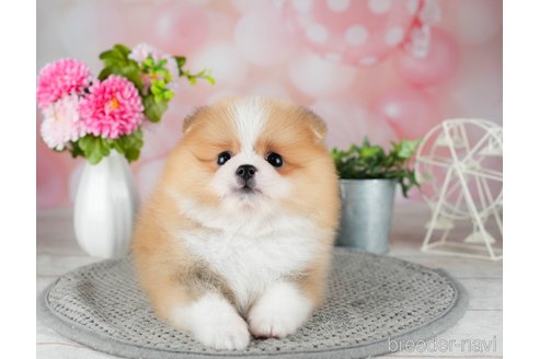 成約済の千葉県のポメラニアン-308442の2枚目