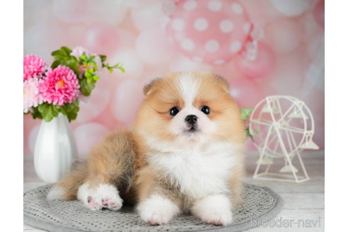 成約済の千葉県のポメラニアン-308442の3枚目