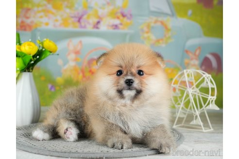 成約済の千葉県のポメラニアン-308444の3枚目