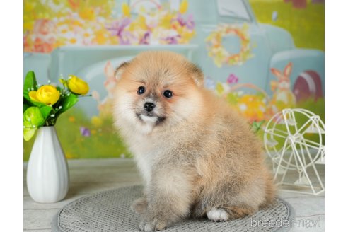 成約済の千葉県のポメラニアン-308444の4枚目