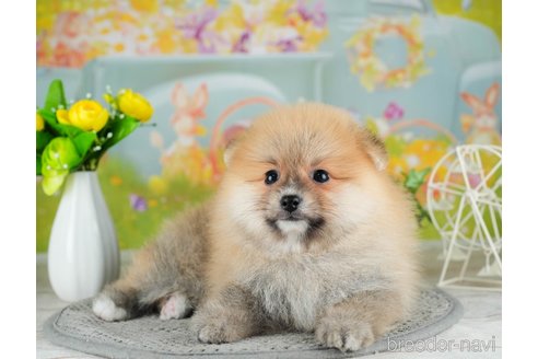 成約済の千葉県のポメラニアン-308444の5枚目