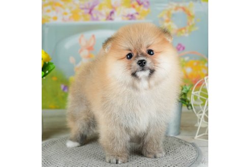 成約済の千葉県のポメラニアン-308444の2枚目