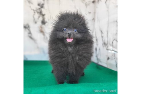 成約済の茨城県のポメラニアン-302648の12枚目